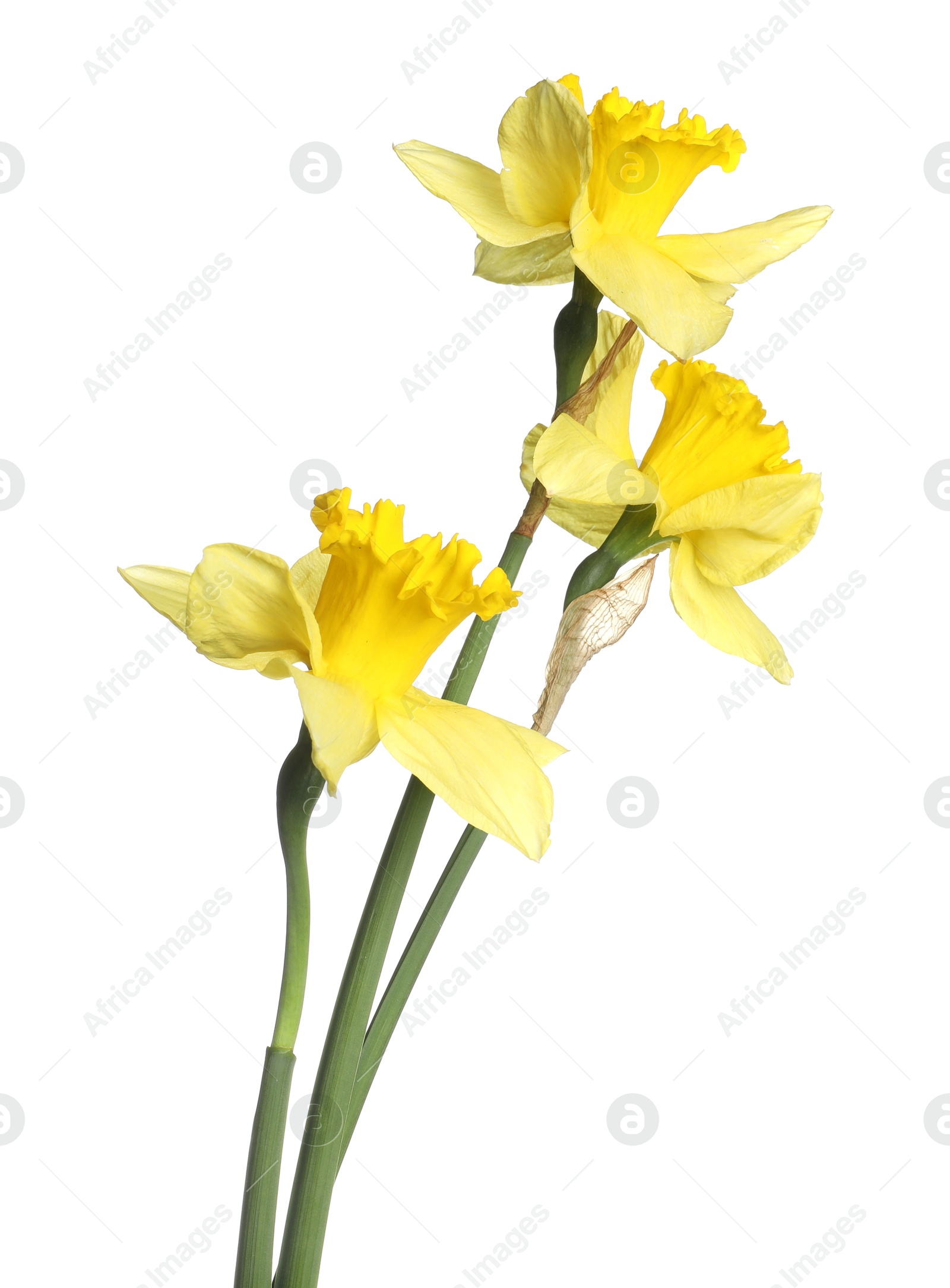 Three beautiful yellow daffodils isolated on white Photo of Three beautiful yellow daffodils isolated on white