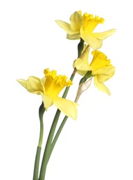 Photo of Three beautiful yellow daffodils isolated on white
