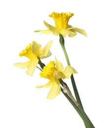 Photo of Three beautiful yellow daffodils isolated on white
