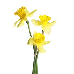 Photo of Three beautiful yellow daffodils isolated on white