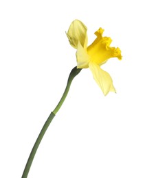 Photo of One beautiful yellow daffodil isolated on white