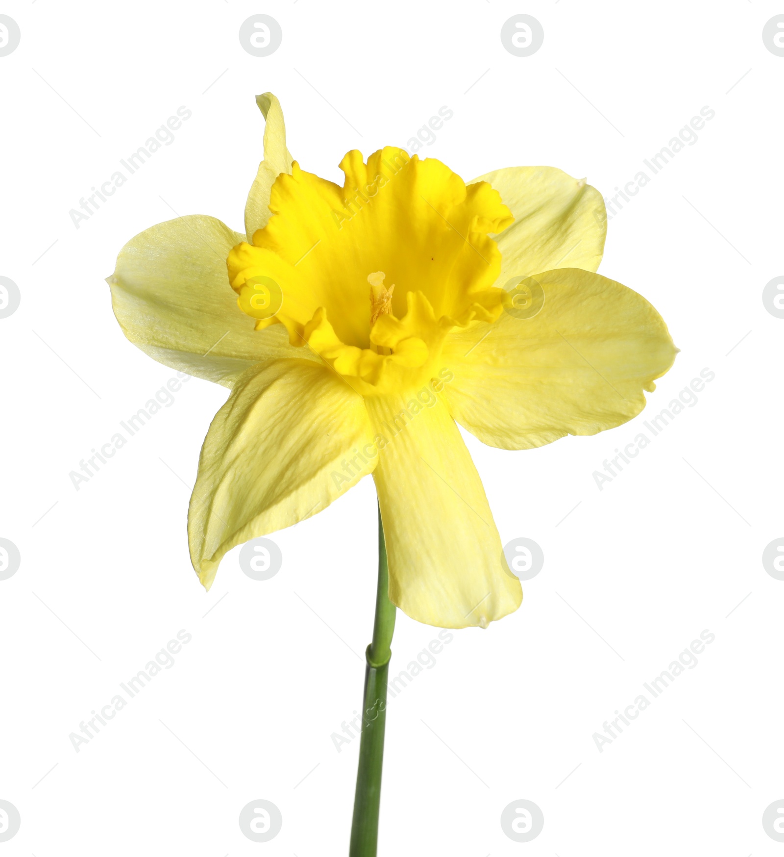 One beautiful yellow daffodil isolated on white Photo of One beautiful yellow daffodil isolated on white