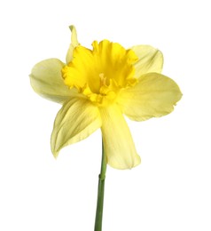 Photo of One beautiful yellow daffodil isolated on white