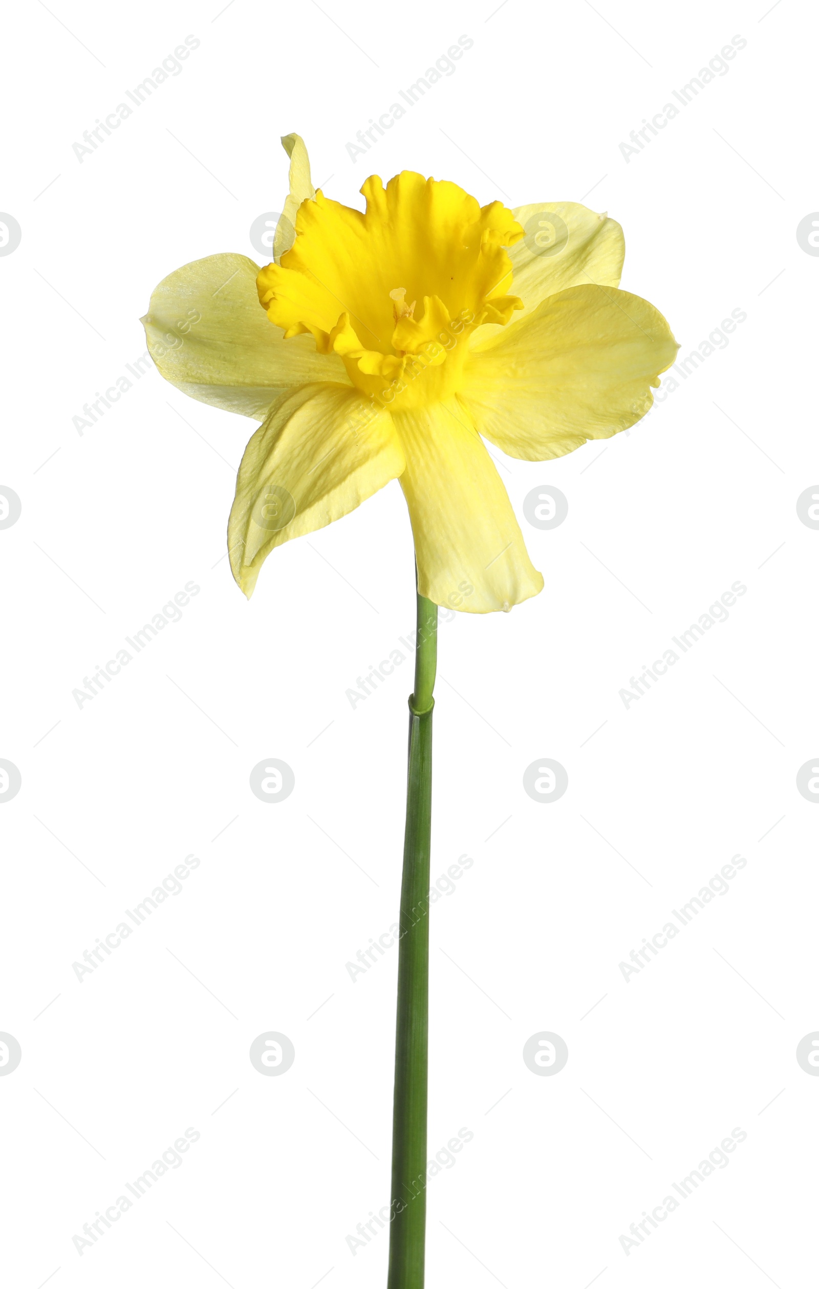 One beautiful yellow daffodil isolated on white Photo of One beautiful yellow daffodil isolated on white