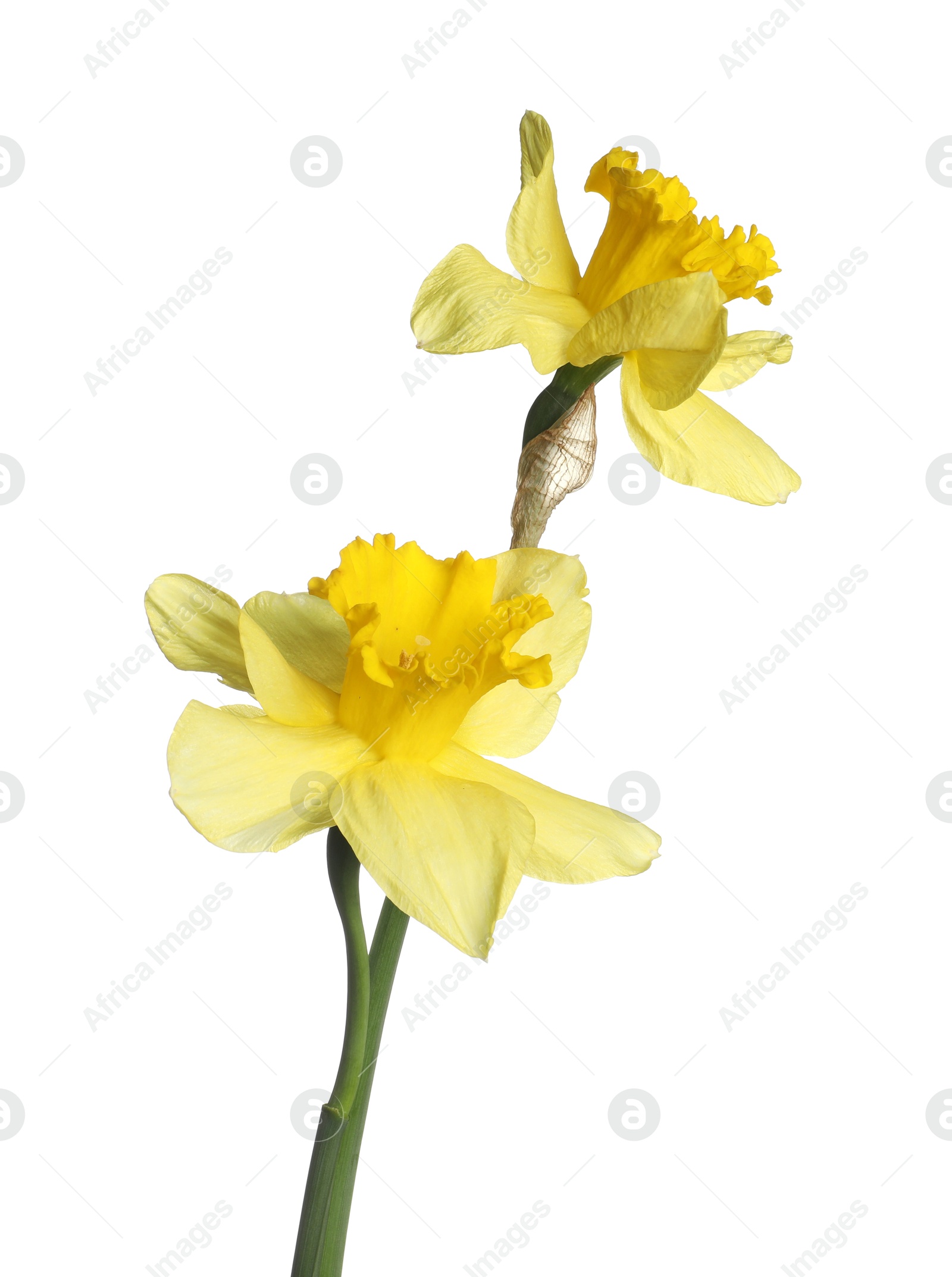 Two beautiful yellow daffodils isolated on white Photo of Two beautiful yellow daffodils isolated on white