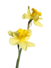 Photo of Two beautiful yellow daffodils isolated on white