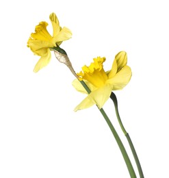 Photo of Two beautiful yellow daffodils isolated on white