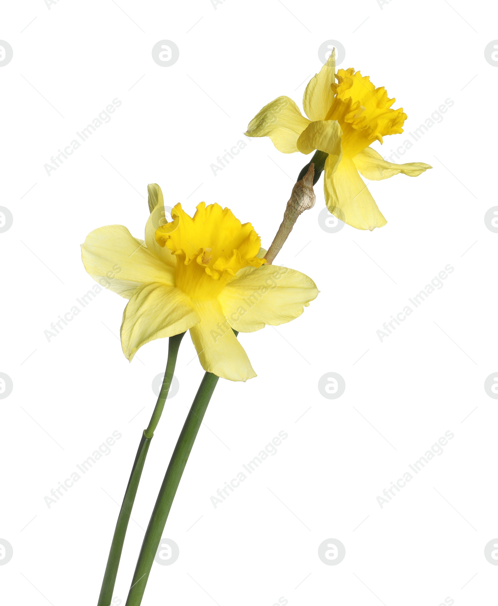 Two beautiful yellow daffodils isolated on white Photo of Two beautiful yellow daffodils isolated on white