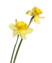 Photo of Two beautiful yellow daffodils isolated on white