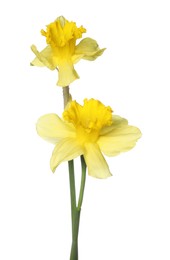 Photo of Two beautiful yellow daffodils isolated on white