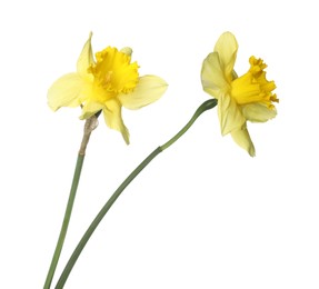 Photo of Two beautiful yellow daffodils isolated on white