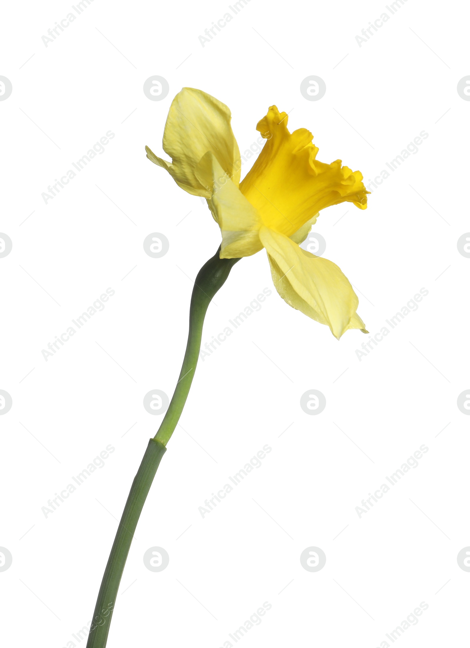 One beautiful yellow daffodil isolated on white Photo of One beautiful yellow daffodil isolated on white