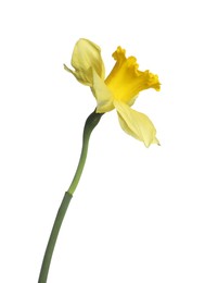 Photo of One beautiful yellow daffodil isolated on white
