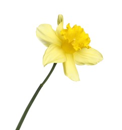 Photo of One beautiful yellow daffodil isolated on white