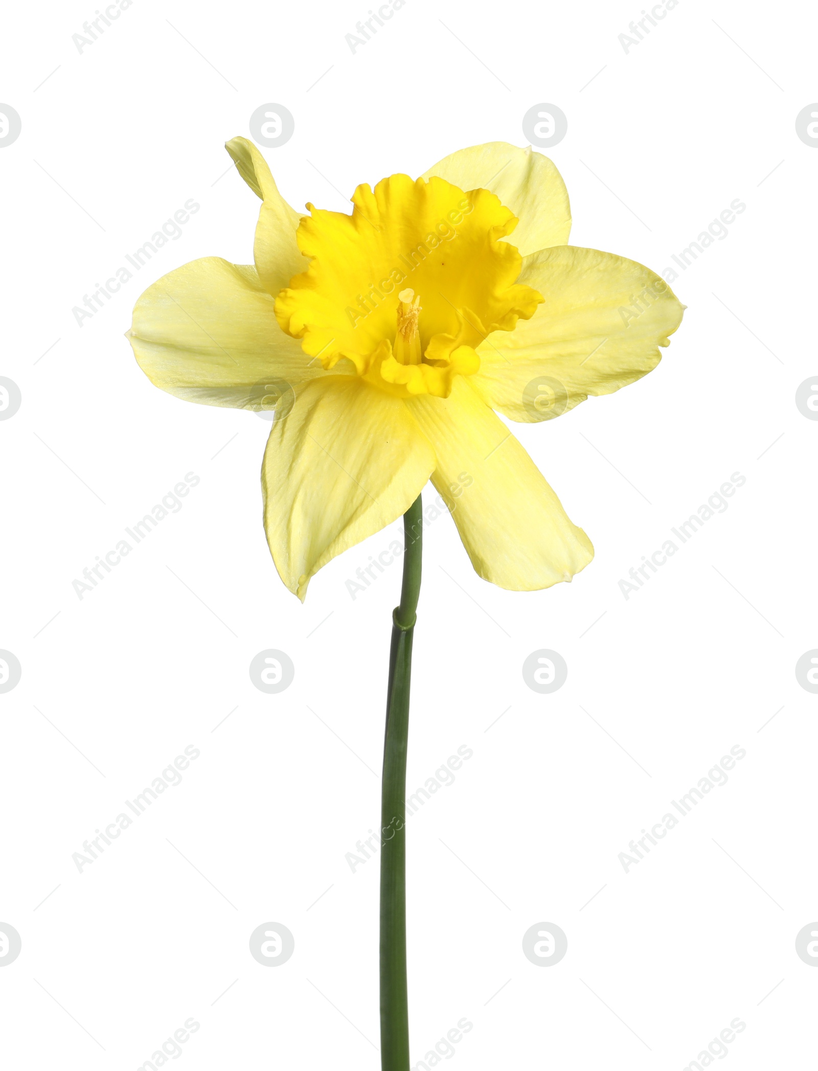One beautiful yellow daffodil isolated on white Photo of One beautiful yellow daffodil isolated on white