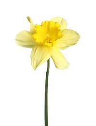 Photo of One beautiful yellow daffodil isolated on white