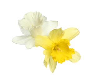 Photo of Two beautiful colorful daffodils isolated on white