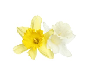 Photo of Two beautiful colorful daffodils isolated on white