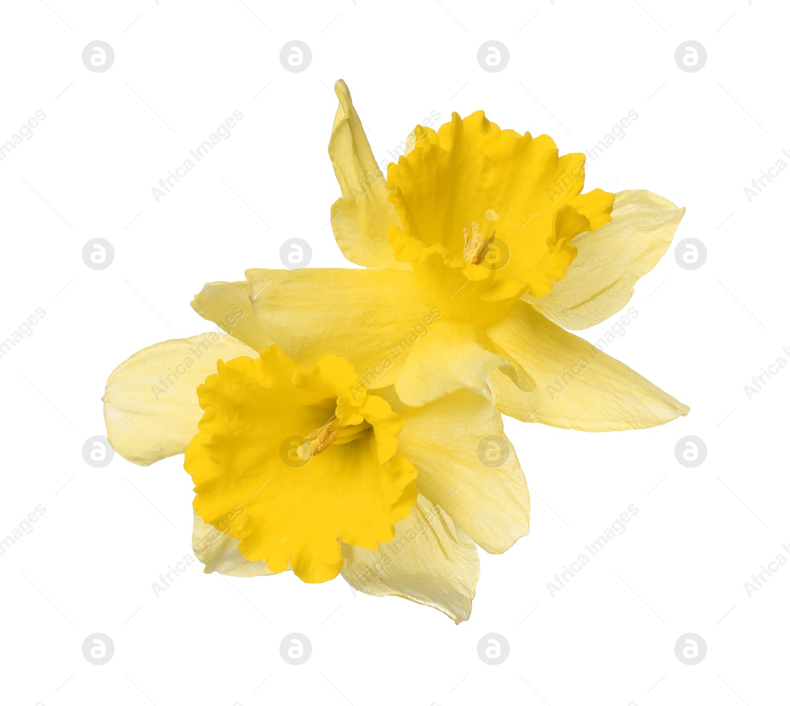 Two beautiful yellow daffodils isolated on white Photo of Two beautiful yellow daffodils isolated on white