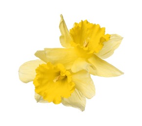 Photo of Two beautiful yellow daffodils isolated on white