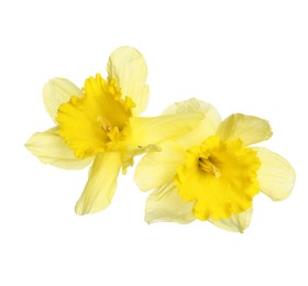Photo of Two beautiful yellow daffodils isolated on white