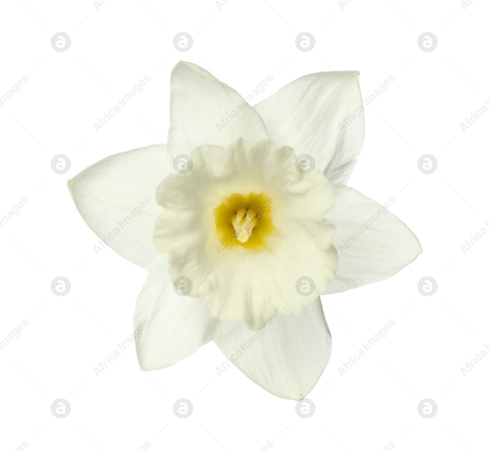One beautiful color daffodil isolated on white Photo of One beautiful color daffodil isolated on white