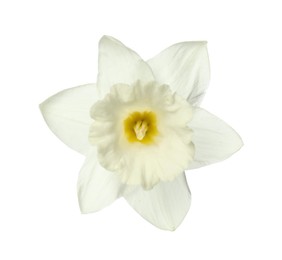 Photo of One beautiful color daffodil isolated on white