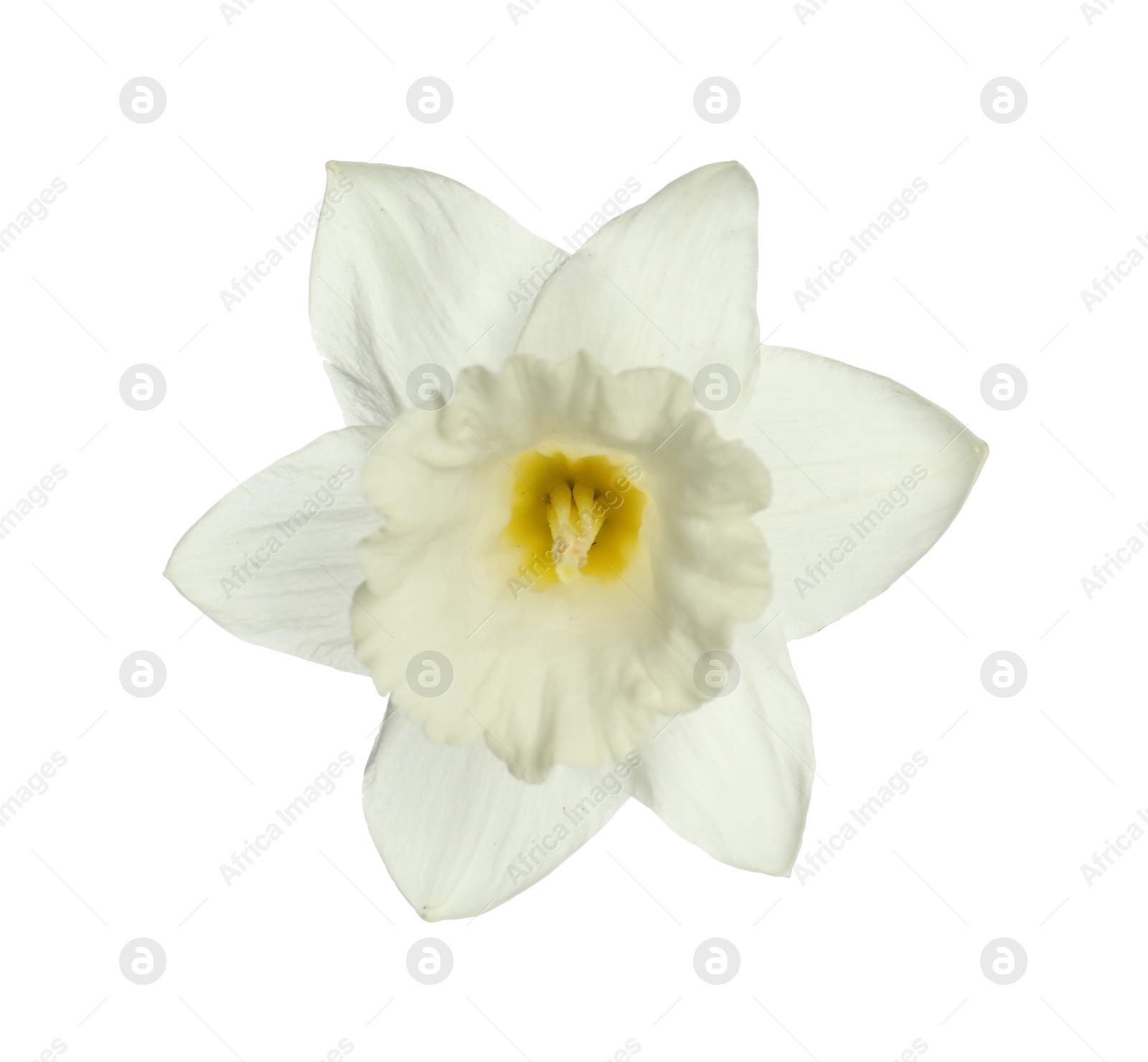 One beautiful color daffodil isolated on white Photo of One beautiful color daffodil isolated on white