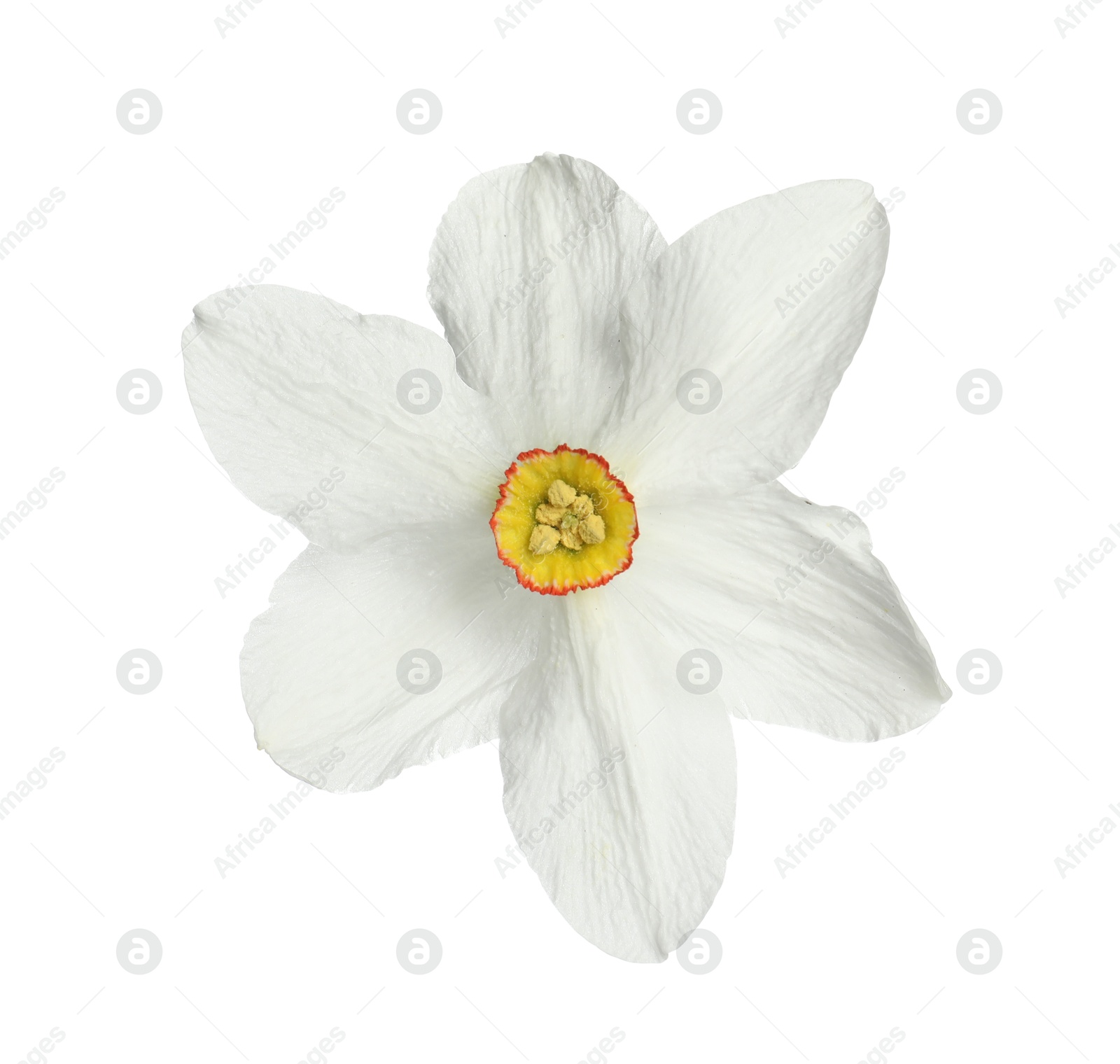 One beautiful color daffodil isolated on white Photo of One beautiful color daffodil isolated on white