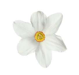 Photo of One beautiful color daffodil isolated on white