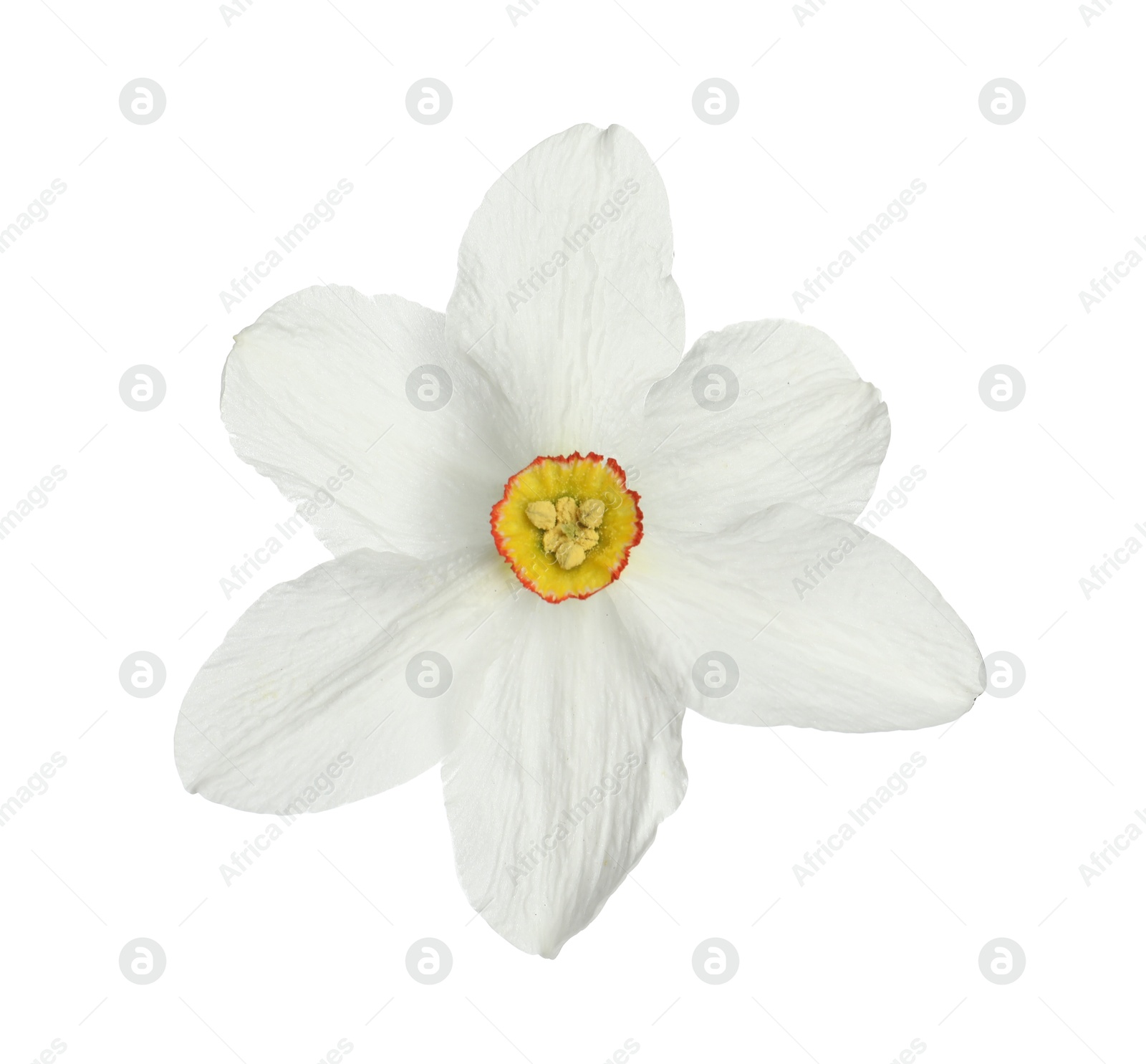 One beautiful color daffodil isolated on white Photo of One beautiful color daffodil isolated on white