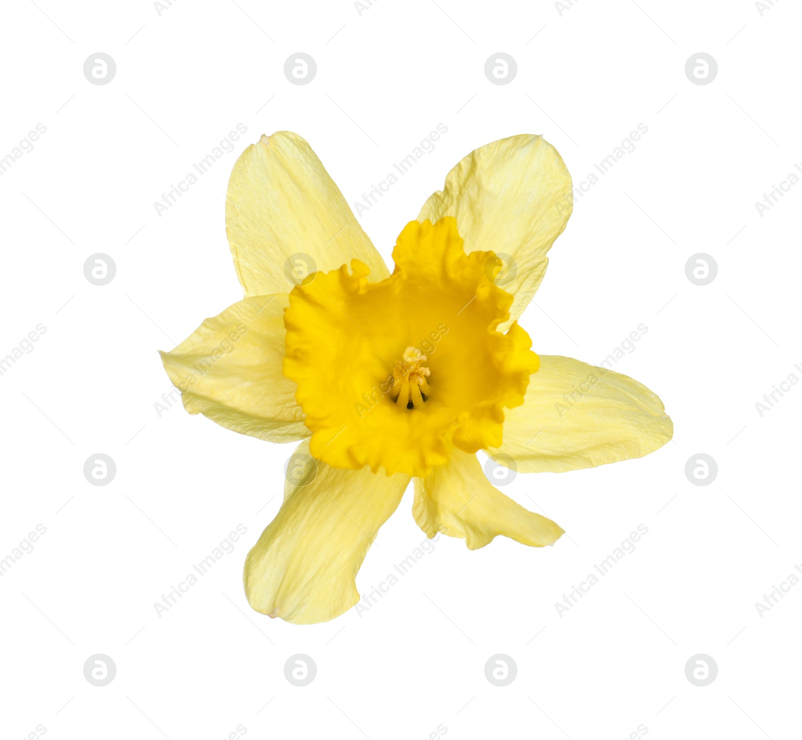 One beautiful yellow daffodil isolated on white Photo of One beautiful yellow daffodil isolated on white