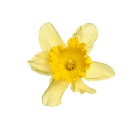 Photo of One beautiful yellow daffodil isolated on white