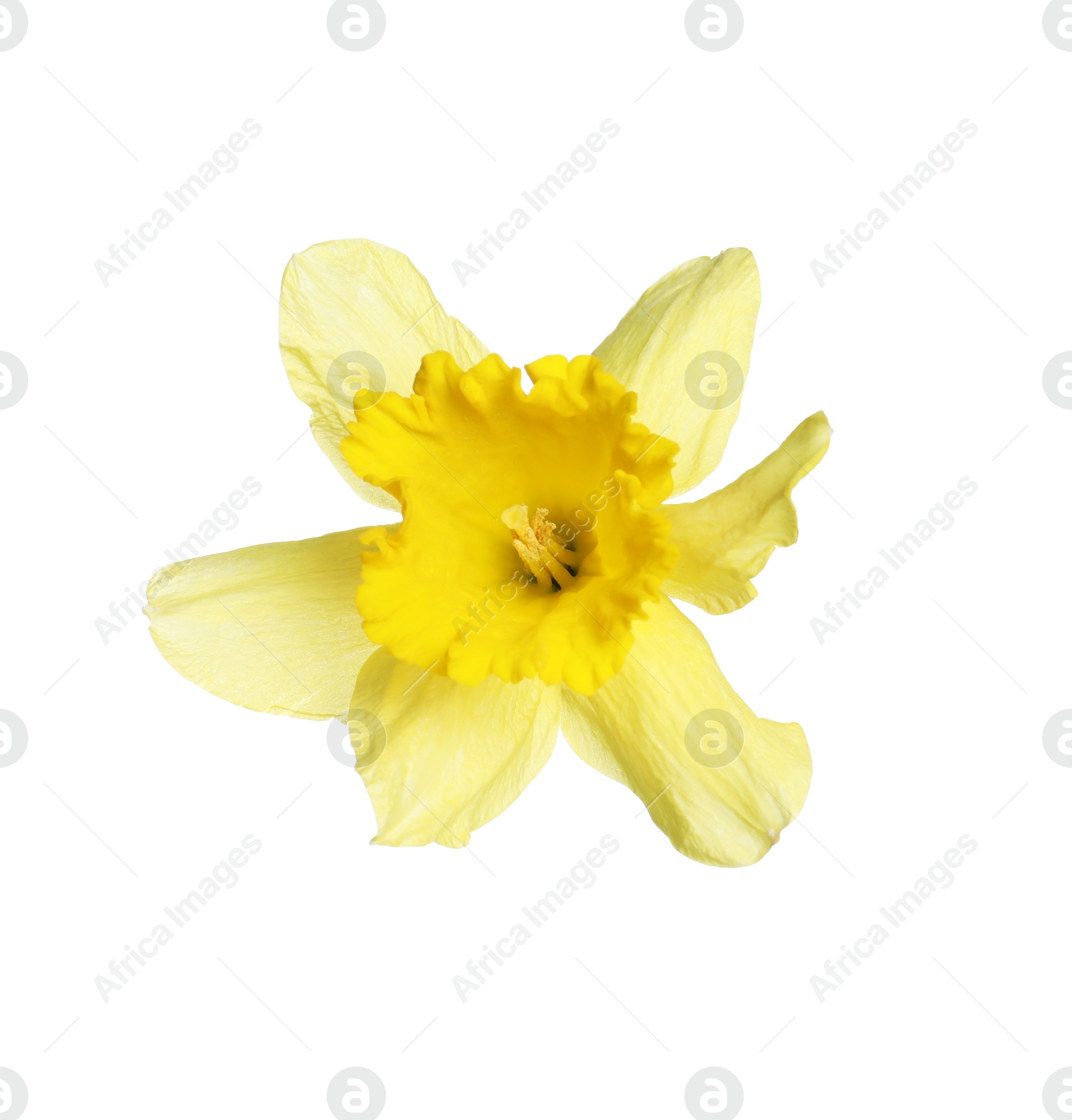 One beautiful yellow daffodil isolated on white Photo of One beautiful yellow daffodil isolated on white