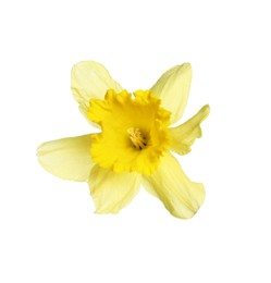 Photo of One beautiful yellow daffodil isolated on white