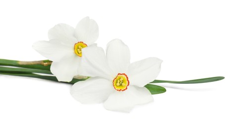 Photo of Two beautiful color daffodils isolated on white