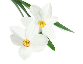 Photo of Two beautiful color daffodils isolated on white