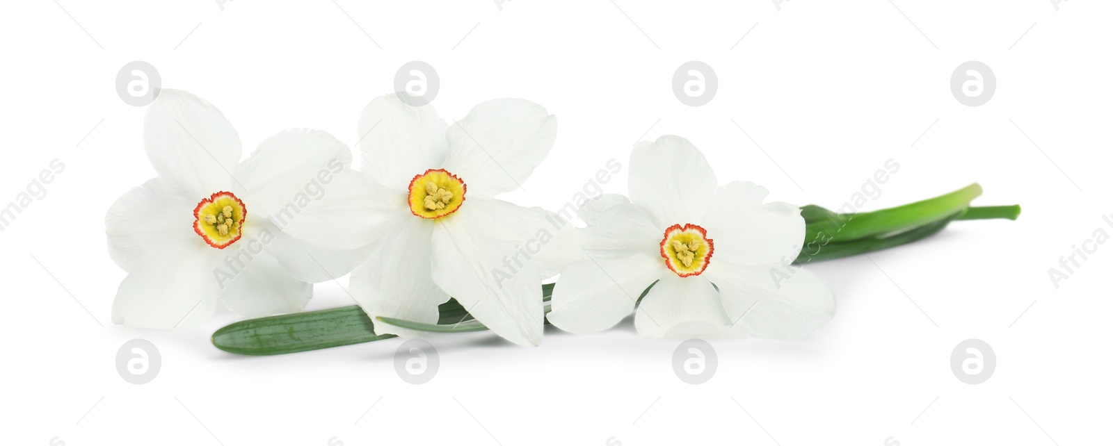 Three beautiful color daffodils isolated on white Photo of Three beautiful color daffodils isolated on white