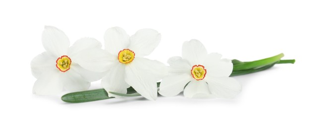 Photo of Three beautiful color daffodils isolated on white