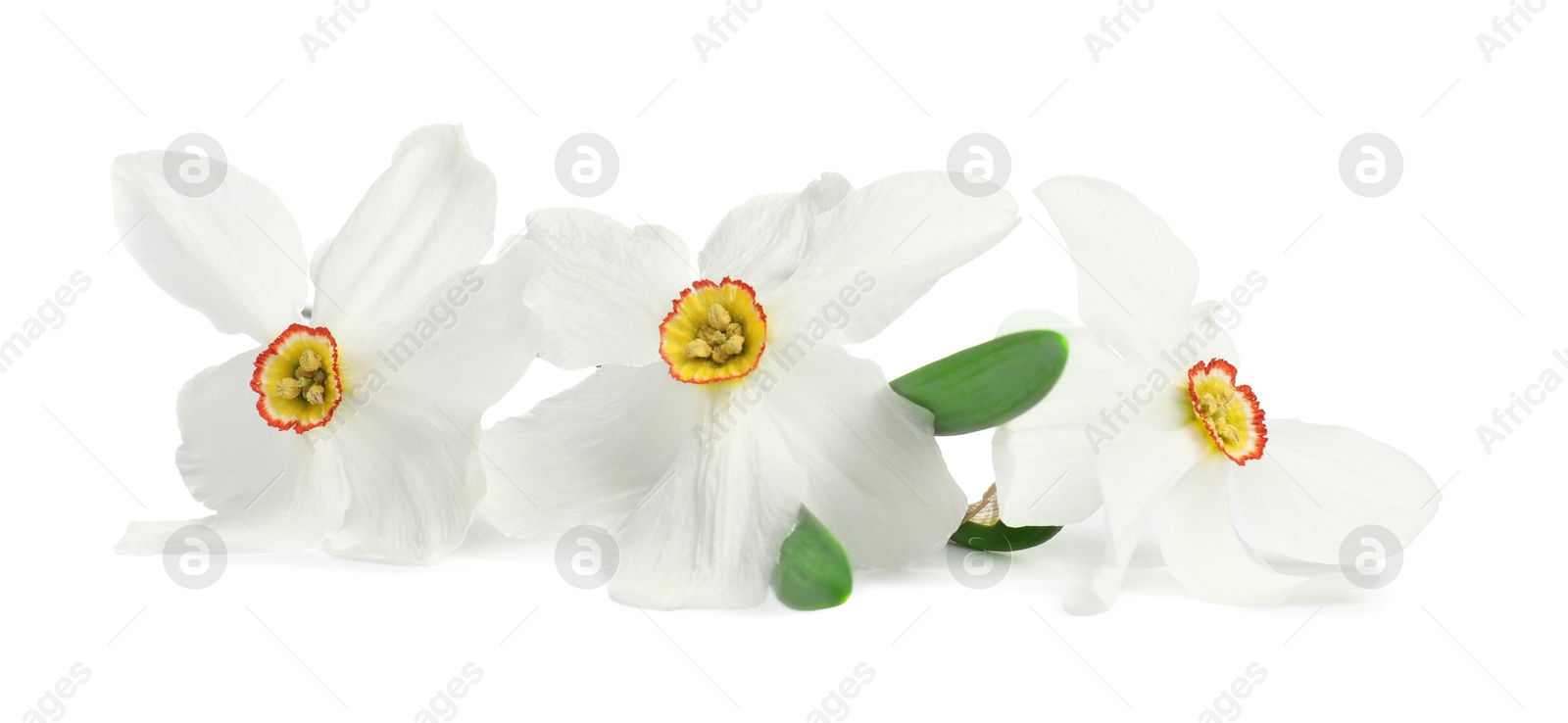 Three beautiful color daffodils isolated on white Photo of Three beautiful color daffodils isolated on white
