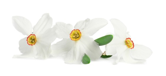 Photo of Three beautiful color daffodils isolated on white