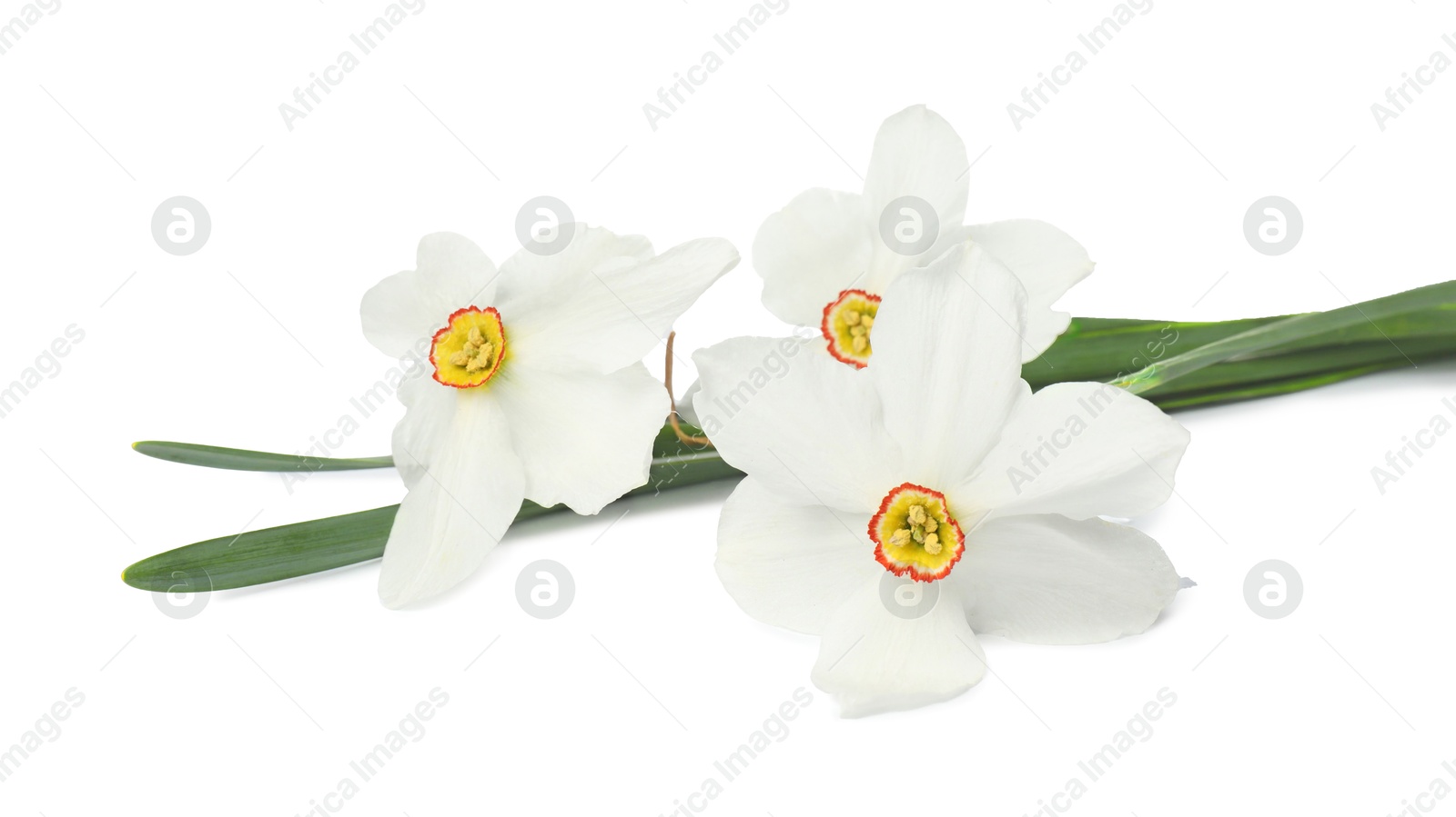 Three beautiful color daffodils isolated on white Photo of Three beautiful color daffodils isolated on white