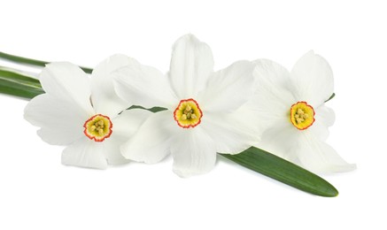Photo of Three beautiful color daffodils isolated on white