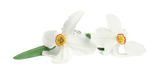 Photo of Two beautiful color daffodils isolated on white