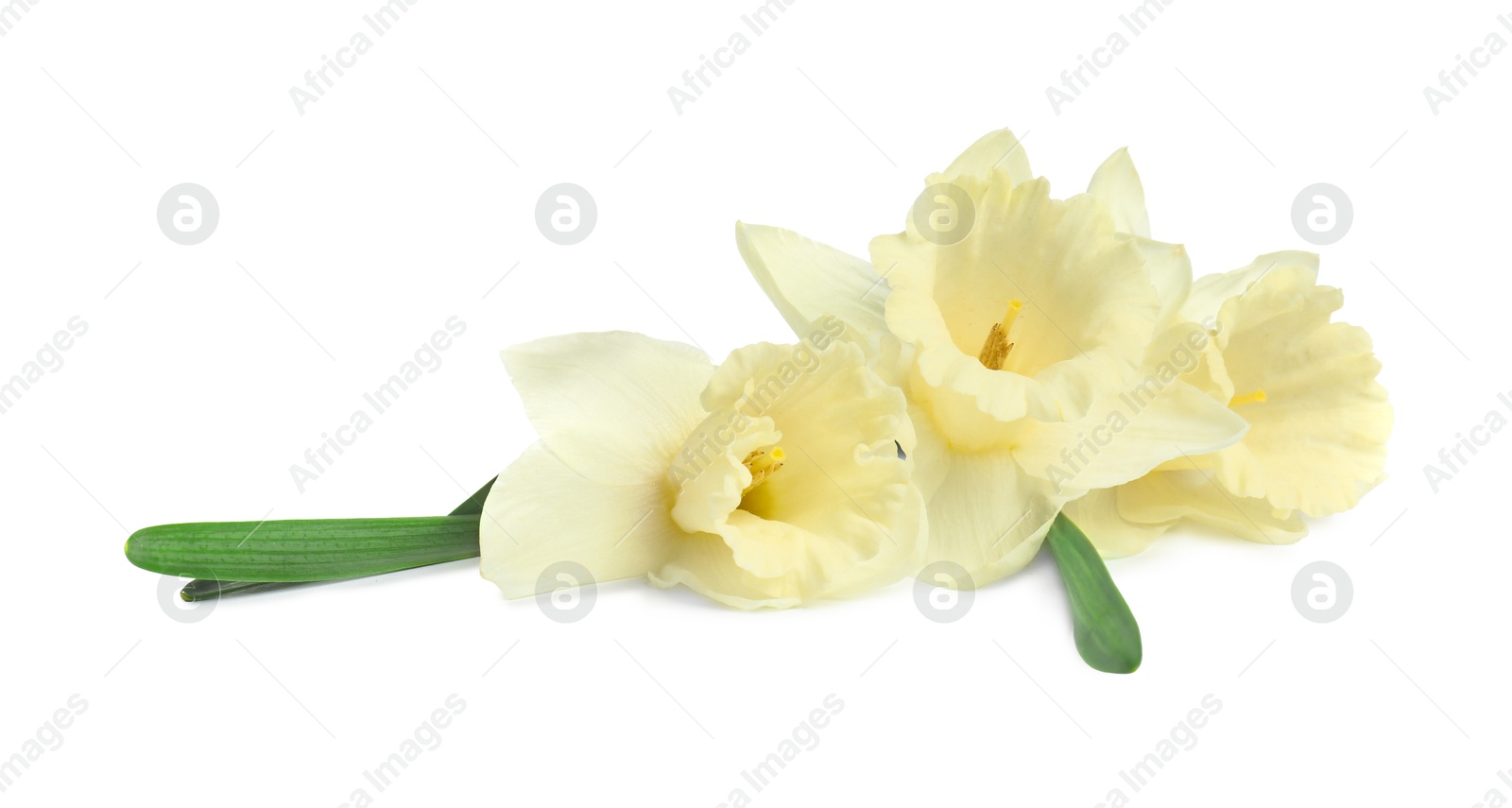 Three beautiful color daffodils isolated on white Photo of Three beautiful color daffodils isolated on white