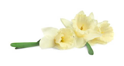 Photo of Three beautiful color daffodils isolated on white