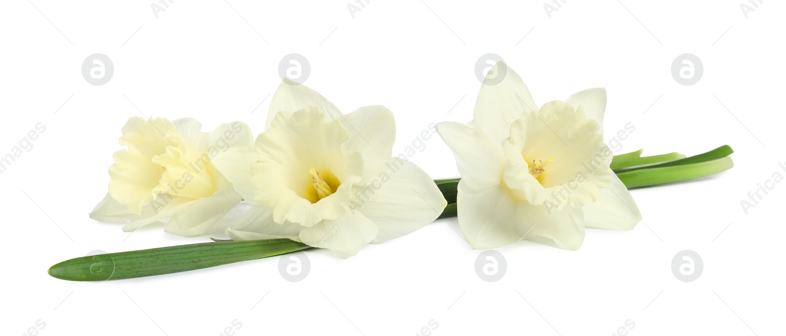 Three beautiful color daffodils isolated on white Photo of Three beautiful color daffodils isolated on white