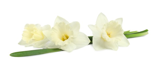 Photo of Three beautiful color daffodils isolated on white