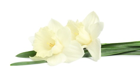 Photo of Two beautiful color daffodils isolated on white