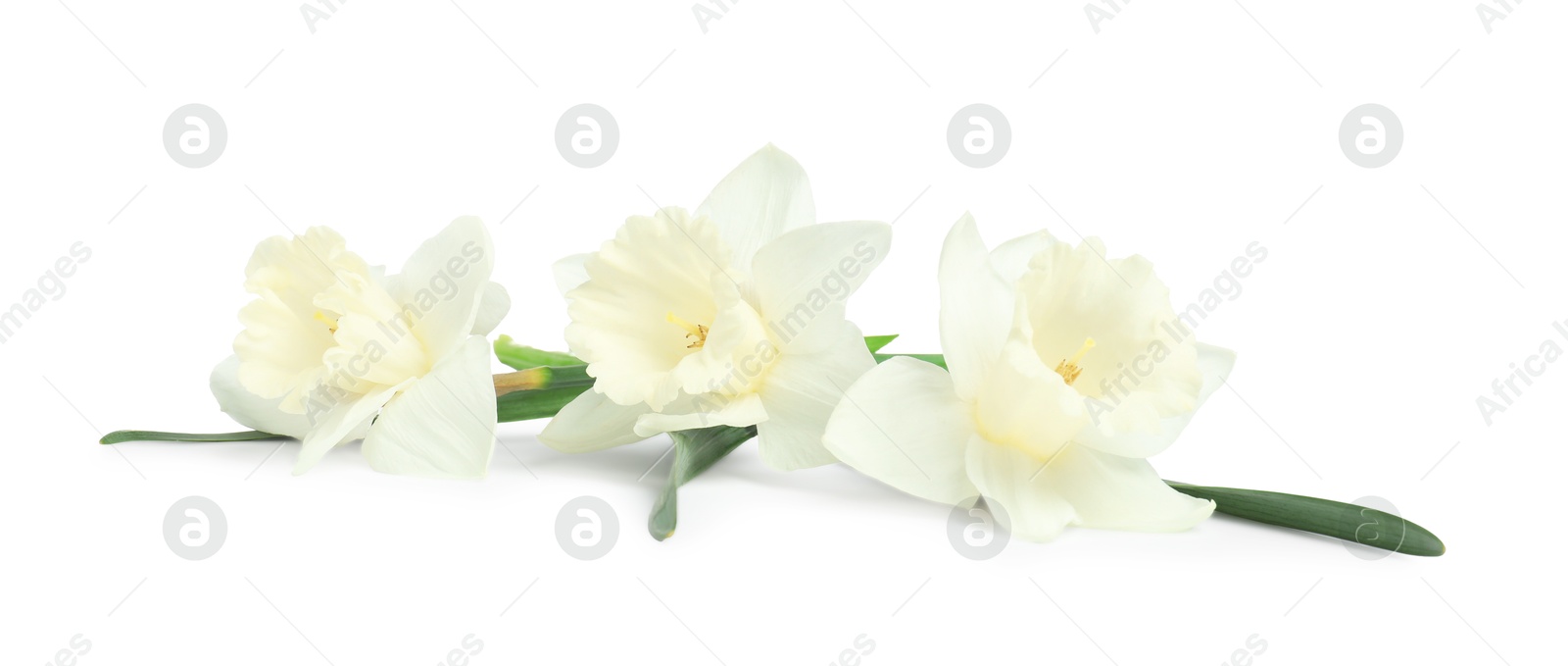 Three beautiful color daffodils isolated on white Photo of Three beautiful color daffodils isolated on white